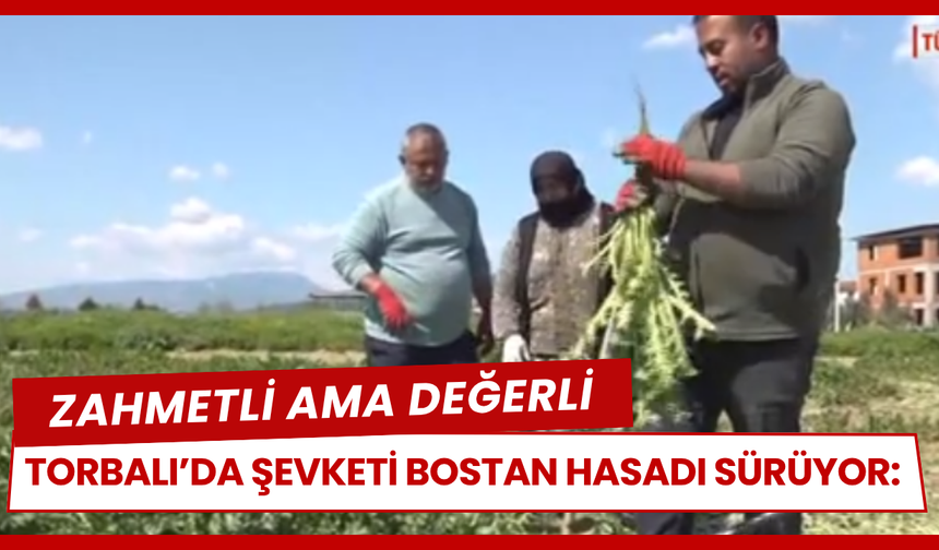 Torbalı’da Şevketi Bostan Hasadı Sürüyor
