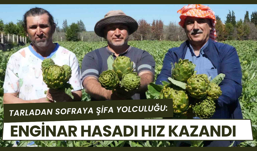 Torbalı’da Hasat Sürüyor: Enginar Tarlalarda Yoğun Mesai