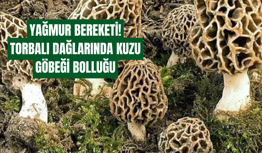 Torbalı’da mantarseverler kuzu göbeği avına çıktı