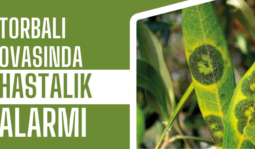 Halkalı Leke Hastalığında Mücadele Zamanı