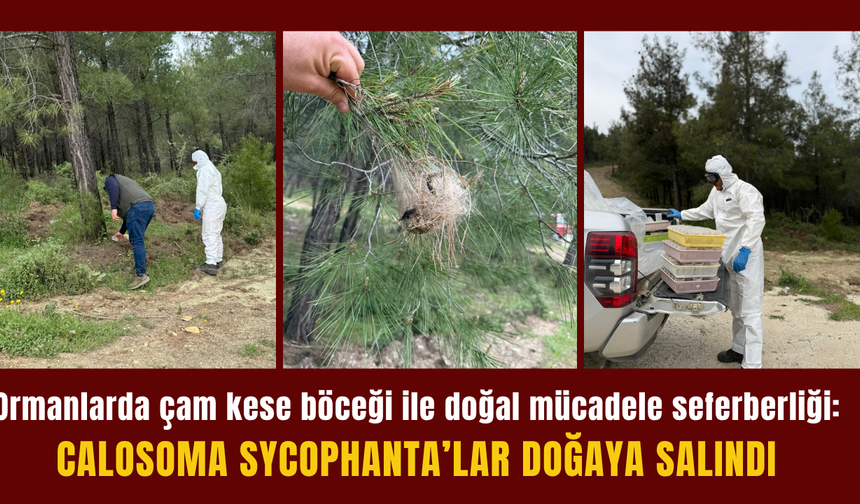 Ormanlarda çam kese böceği ile doğal mücadele seferberliği
