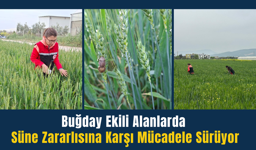 Torbalı’da süne zararlısına karşı mücadele sürüyor