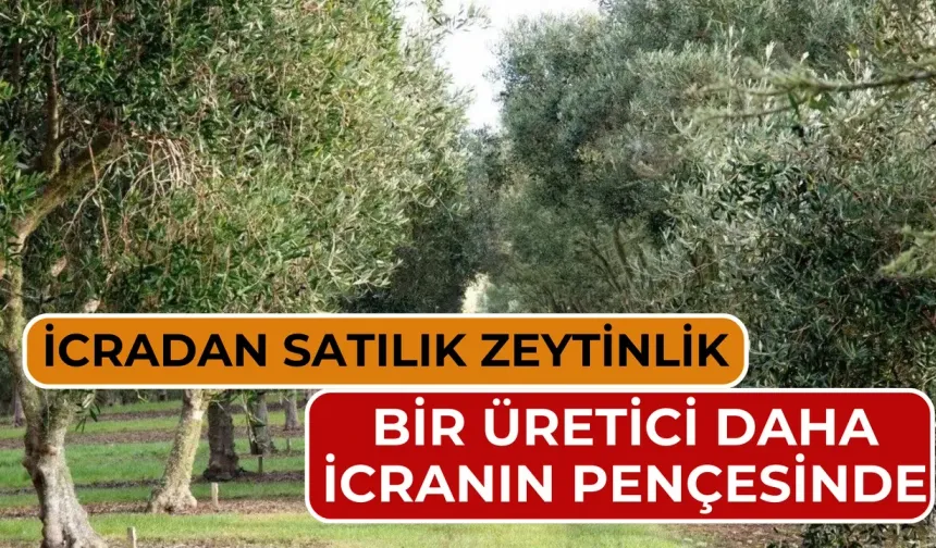 Torbalı’da zeytinlik icradan satışa çıkıyor: 940 bin TL muhammen bedel