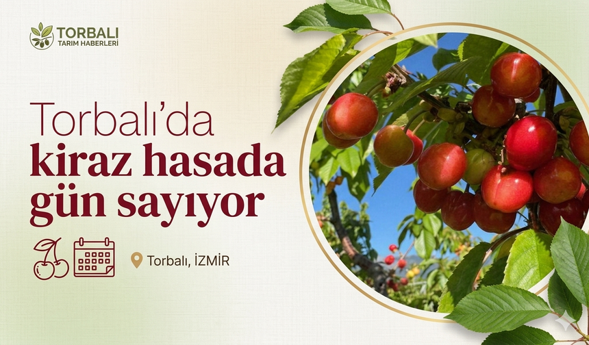 13 bin ağaç hasada gün sayıyor