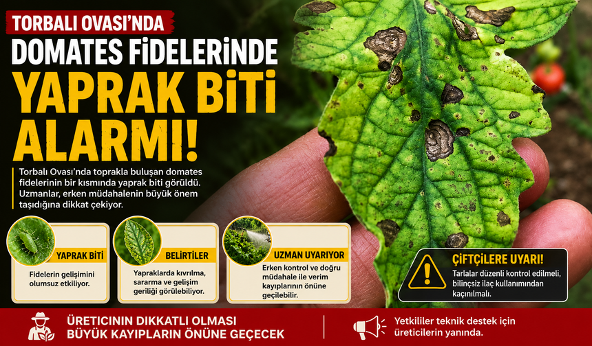 Torbalı Ovası’nda Domates Fidelerinde Yaprak Biti Alarmı