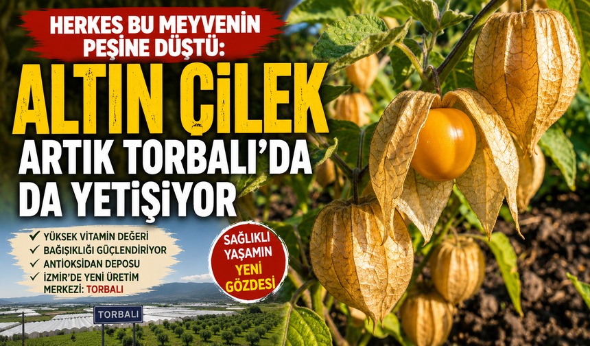 Herkes Bu Meyvenin Peşine Düştü: Altın Çilek Artık Torbalı’da da Yetişiyor