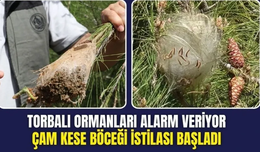 Torbalı Ormanlarında Tehlike Büyüyor