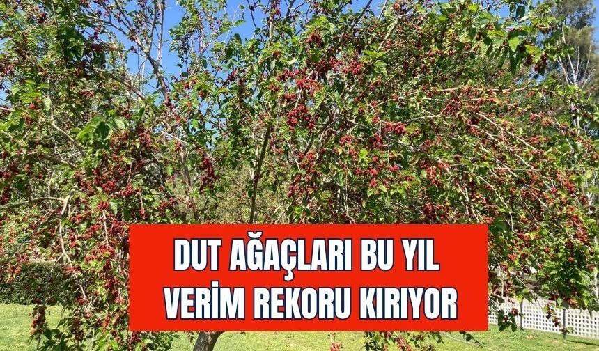 Torbalı’da Dut Bereketi: Dallar Meyve Ağırlığına Dayanamıyor