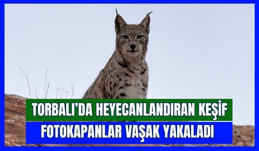 Torbalı’da Vaşak Heyecanı: Fotokapanlara Yansıdı