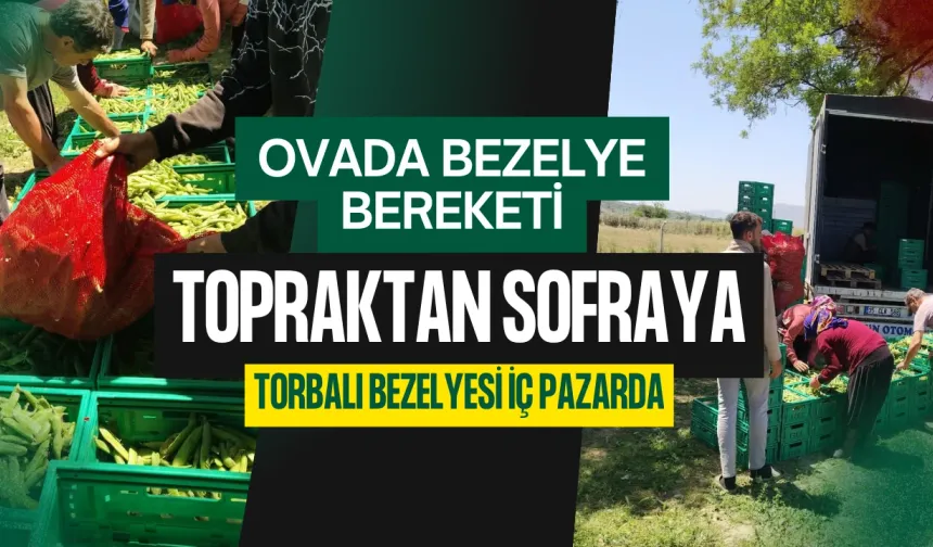 Torbalı’da Bezelye Hasadı Sürüyor