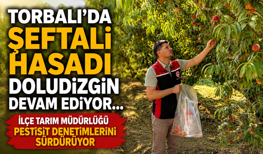 Torbalı’da Şeftali Hasadı Doludizgin Devam Ediyor