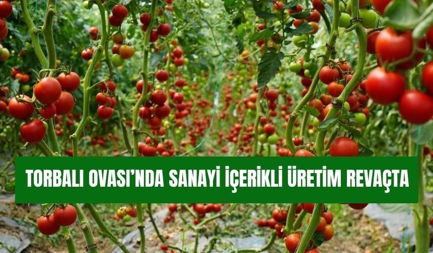 Torbalı'da domates ve mısır ekiminde rekor sezon