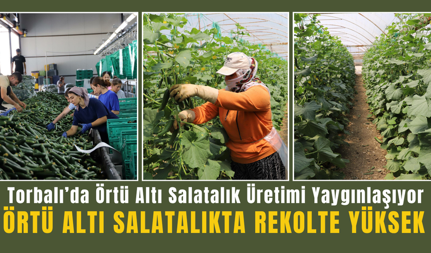 Torbalı’da Örtü Altı Salatalıkta Verimli Sezon