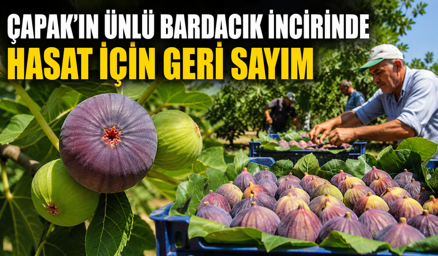 Çapak'ın dünyaca ünlü Bardacık incirinde hasat için geri sayım
