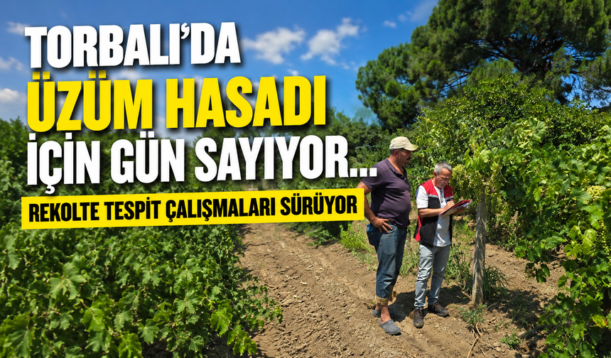 Torbalı'da Üzüm Rekolte Tespit Çalışmaları Devam Ediyor
