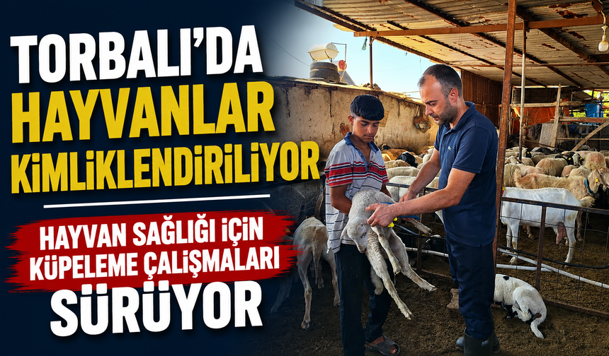 Torbalı’da Küçükbaş Hayvanlara Küpeleme Çalışması