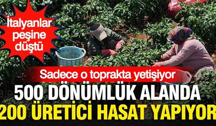İtalyanlar peşine düştü