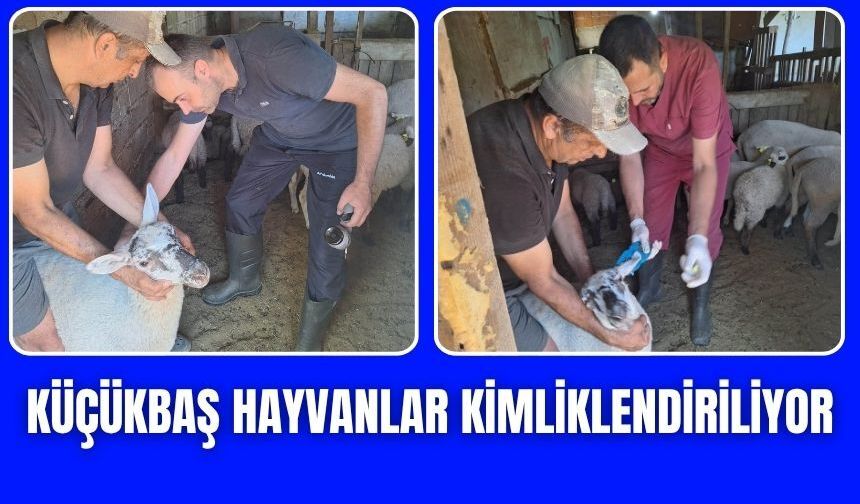 Torbalı'da küçükbaş hayvanlar kimliklendiriliyor