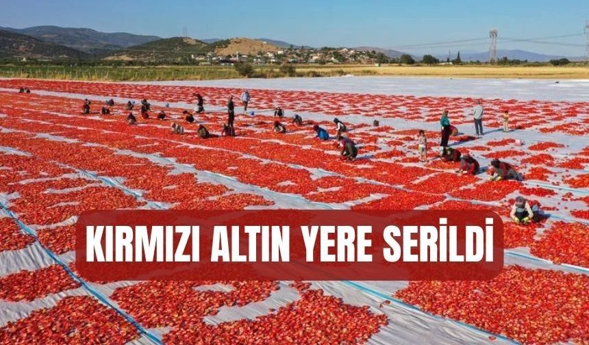 Kırmızı altın yere serildi