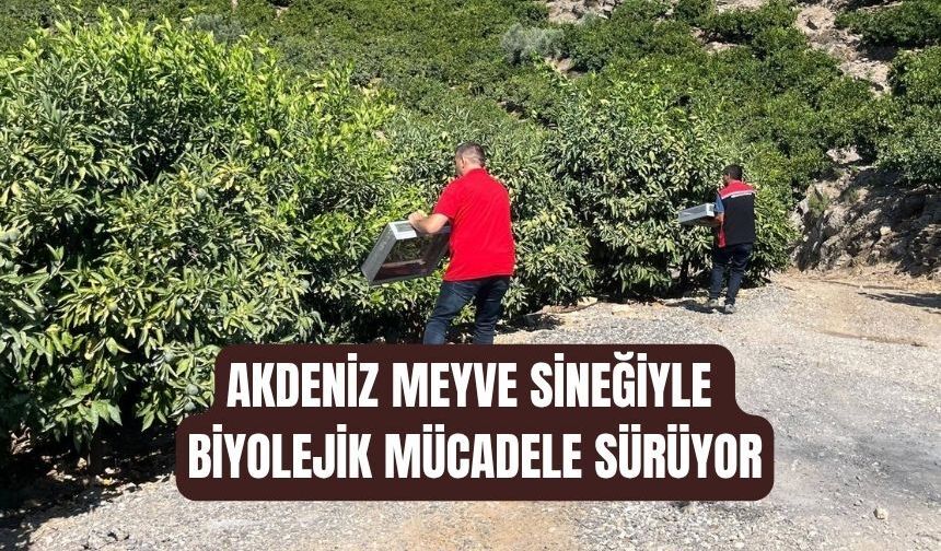 Akdeniz meyve sineğine karşı biyolojik mücadele sürüyor