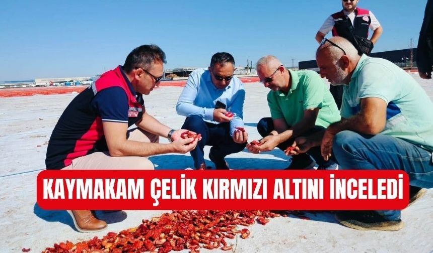 Coğrafi işaretli Torbalı domatesine Kaymakam Çelik'ten ziyaret