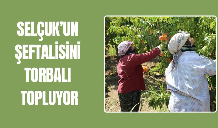 Rota şeftali bahçeleri