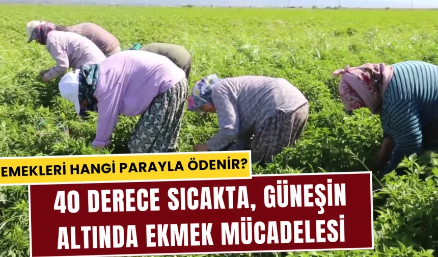 Tarım işçilerinin zorlu yaz dönemi başladı