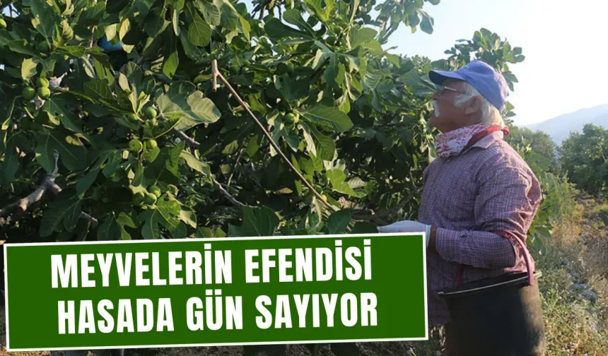 Bardacık, bu yıl da Çapak’ın umudu
