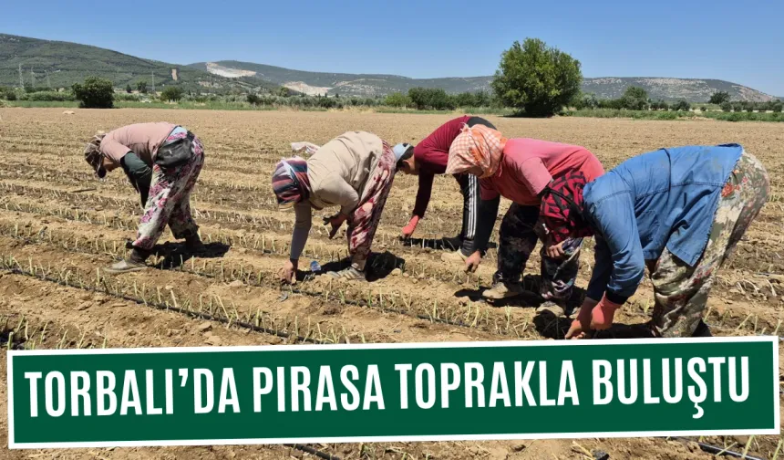 Pırasa toprakla buluştu