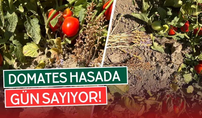 35 Bin Dekarda Salçalık Domatesler Kızarmaya Başladı