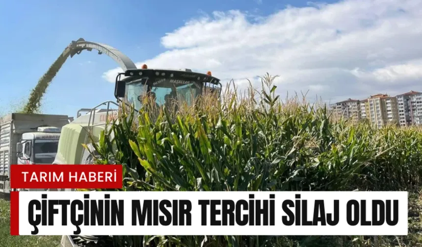 Çiftçi tercihini silajdan yana kullandı