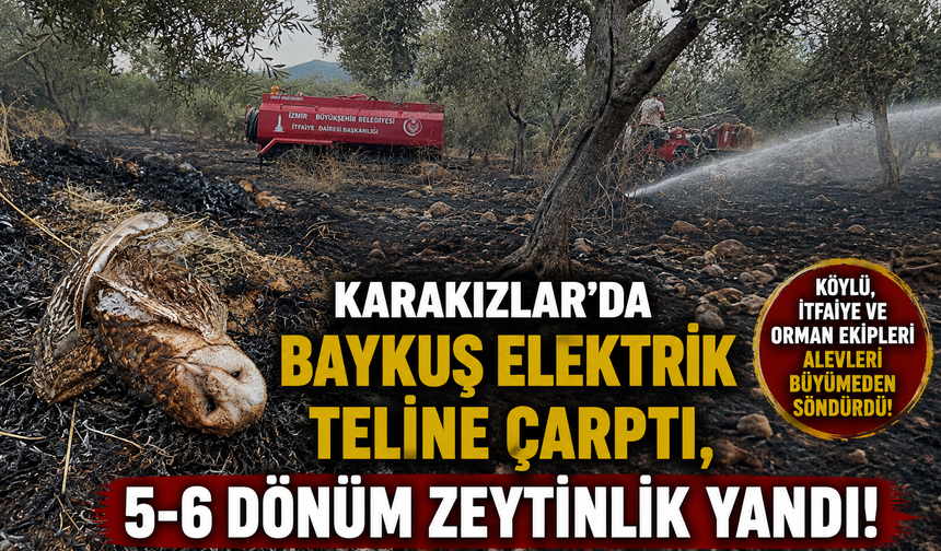 Karakızlar’da Zeytinlik Yangını: 5-6 Dönümlük Alan Zarar Gördü
