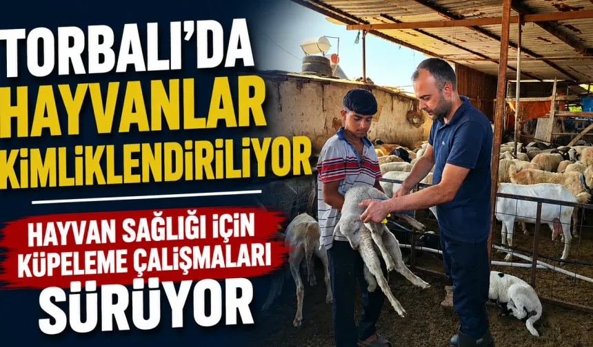 Torbalı’da Küçükbaş Hayvanlara Küpeleme Çalışması