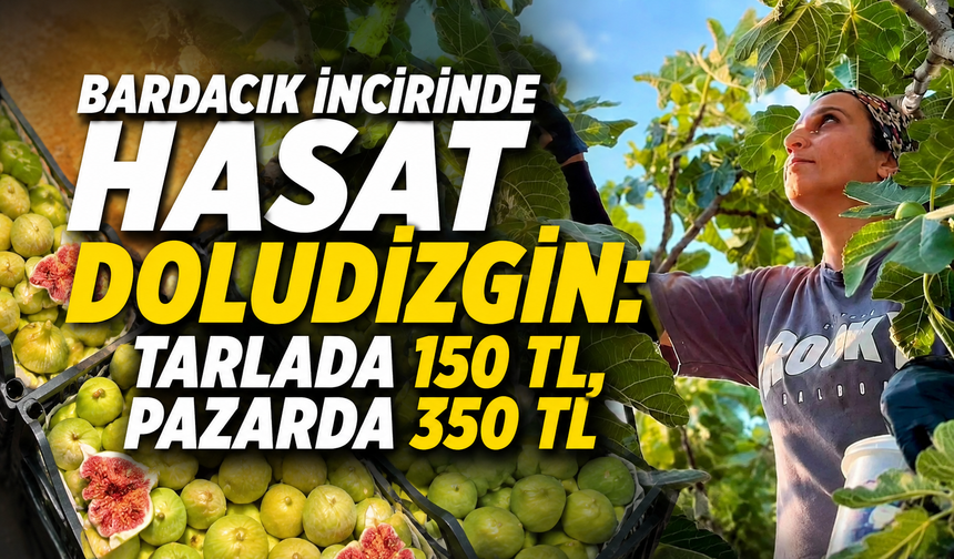 Bardacık incirinde hasat doludizgin