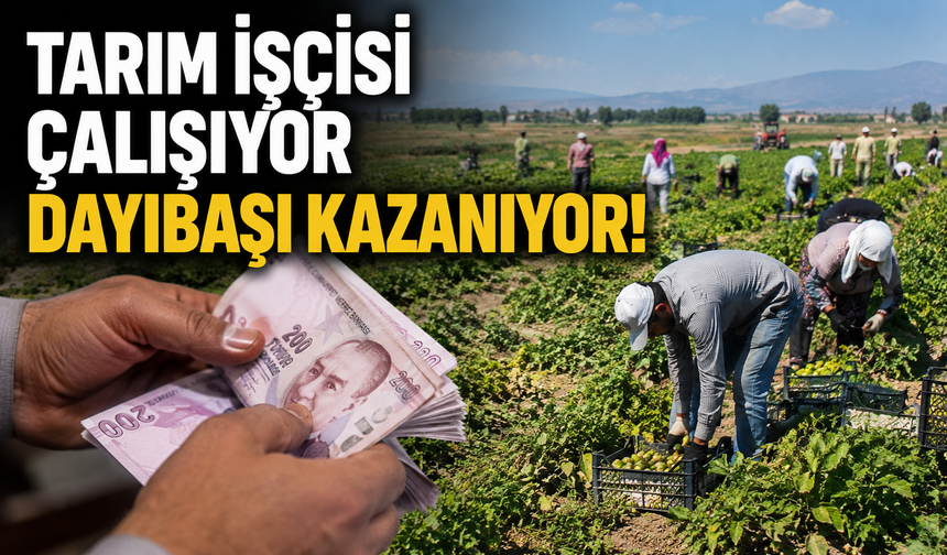 Tarım işçisi çalışıyor dayıbaşı kazanıyor