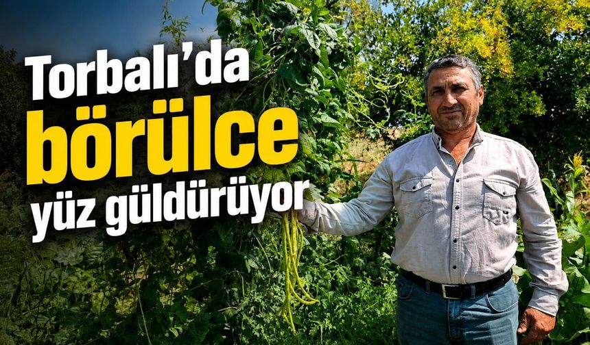 Torbalı Ovası’nda börülce hasadı başladı