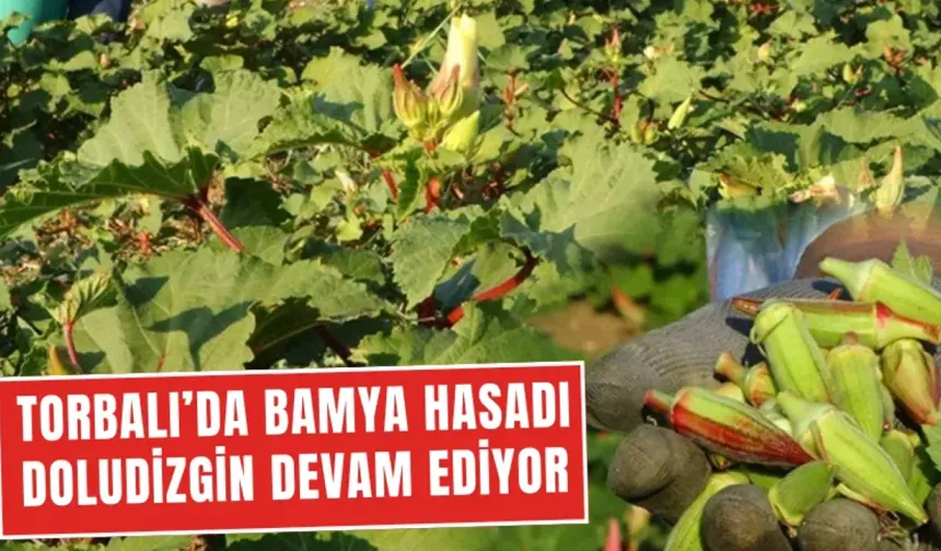 Bamya hasadı son sürat devam ediyor