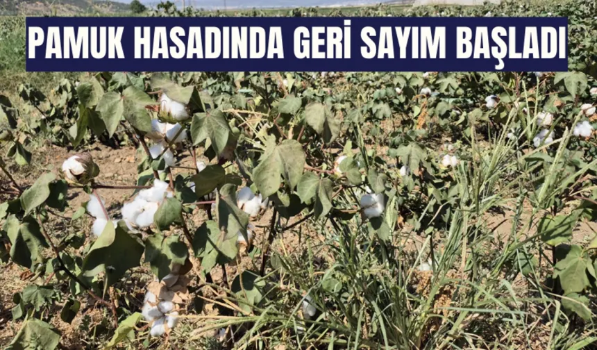 Pamuk hasadında geri sayım başladı
