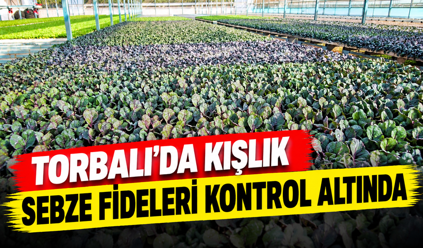 İlçe Tarım ekipleri kışlık fideleri kontrol ediyor