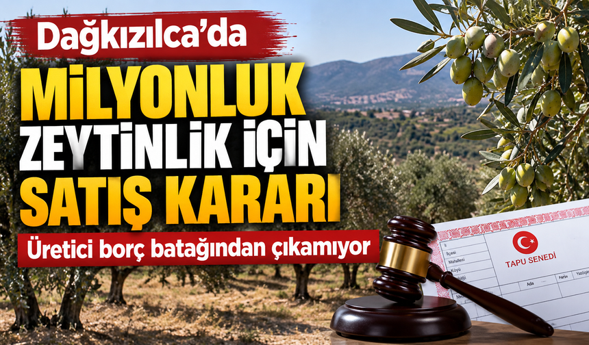 Dağkızılca’da 8 Bin Metrekarelik Zeytinlik Satışa Çıkıyor