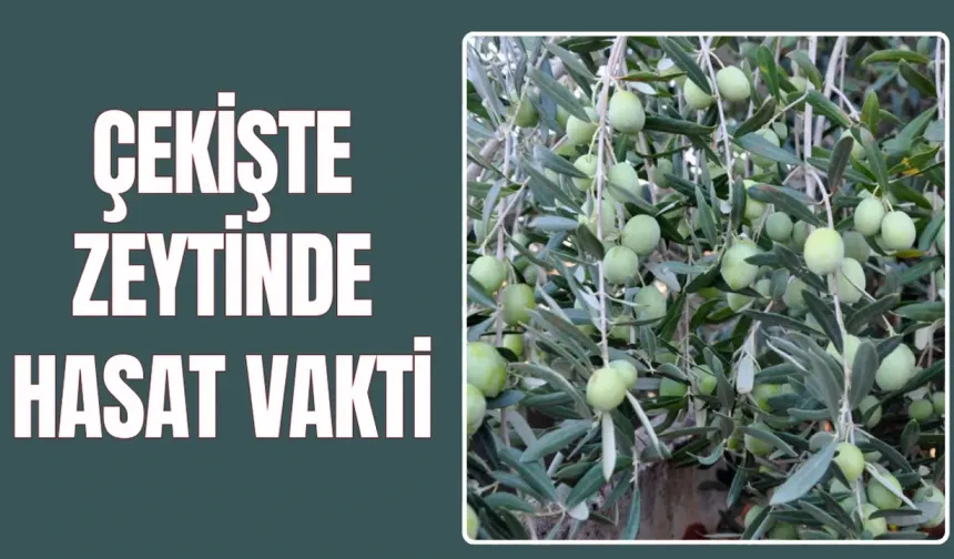 2 milyon ağaçta hazırlıklar tamam
